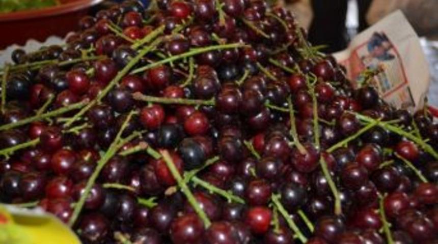 Karayemiş H&uuml;creyi Yeniliyor