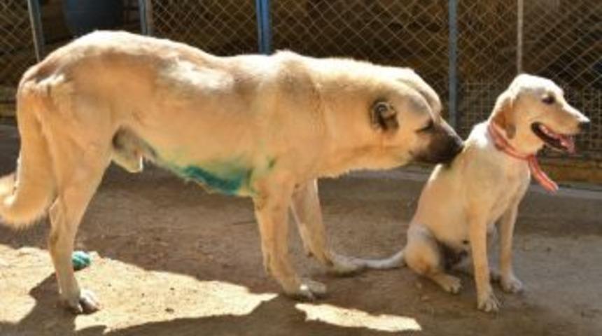 Bayram Tatilinde Hayvanları Unutmayın &Ccedil;ağrısı