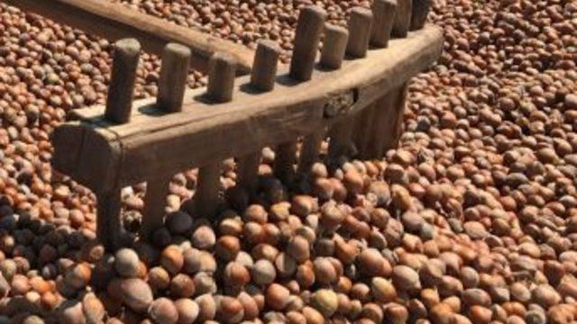 Fındık Tüccarlarına Aflatoksin Uyarısı