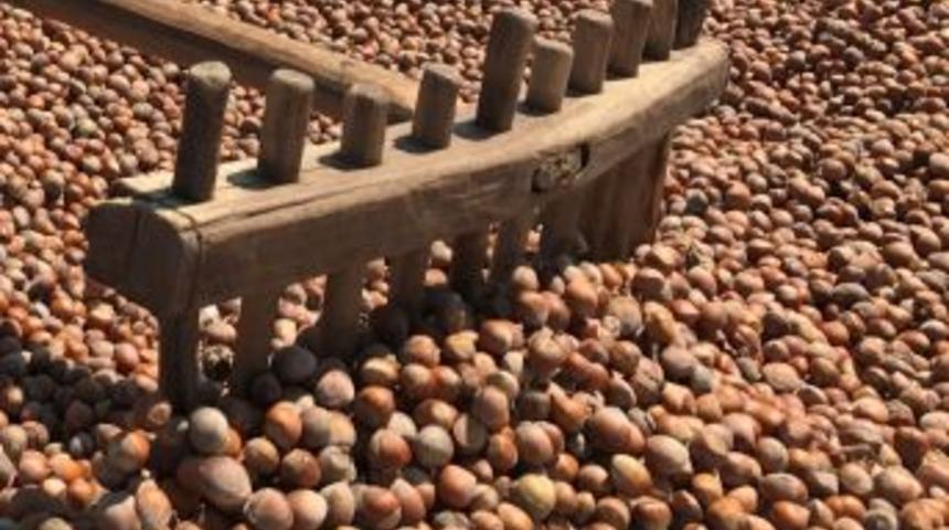 Fındık T&uuml;ccarlarına Aflatoksin Uyarısı