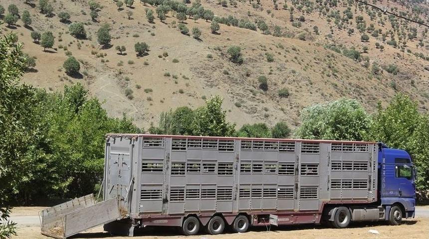 Sason&rsquo;da 126 Dişi D&uuml;ve Dağıtıldı