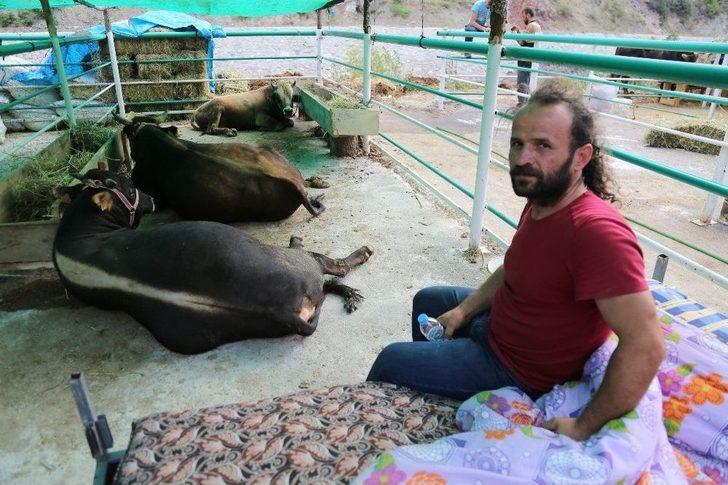 Artvin’de ‘kesmece Kurbanlık’ G2