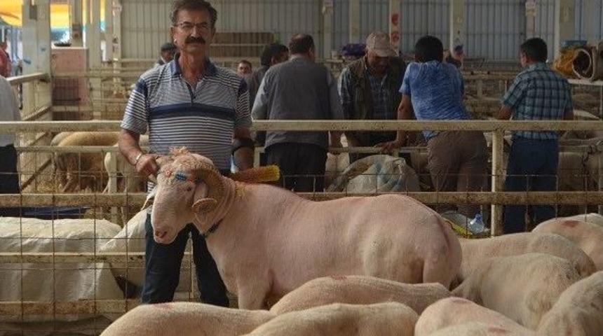 157 Kiloluk &lsquo;sırat&rsquo; Pazarın Ağası Oldu