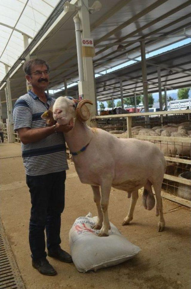 157 Kiloluk ‘sırat’ Pazarın Ağası Oldu