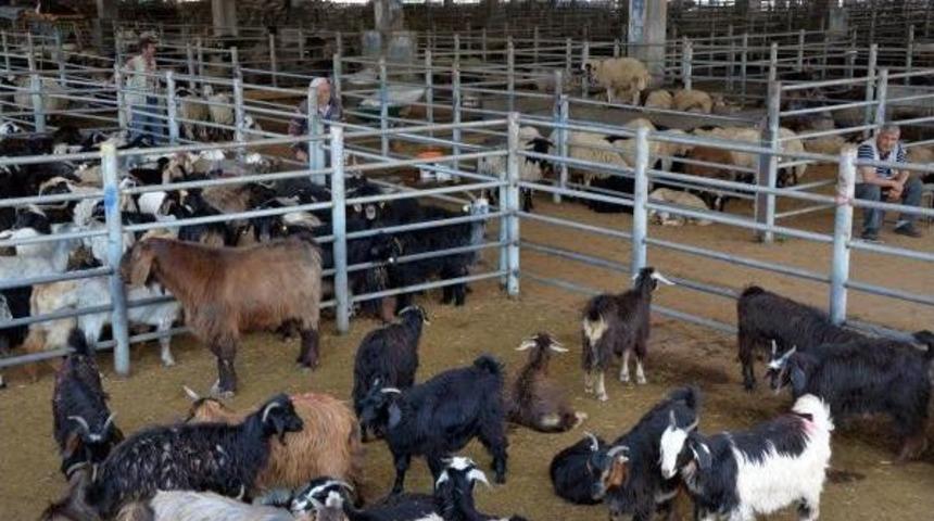 Diyarbakır'da Besiciler Alıcı Bekliyor