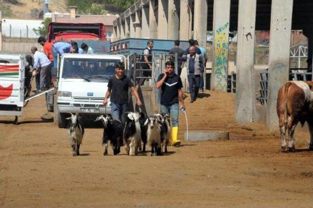 Diyarbakır'da Besiciler Alıcı Bekliyor