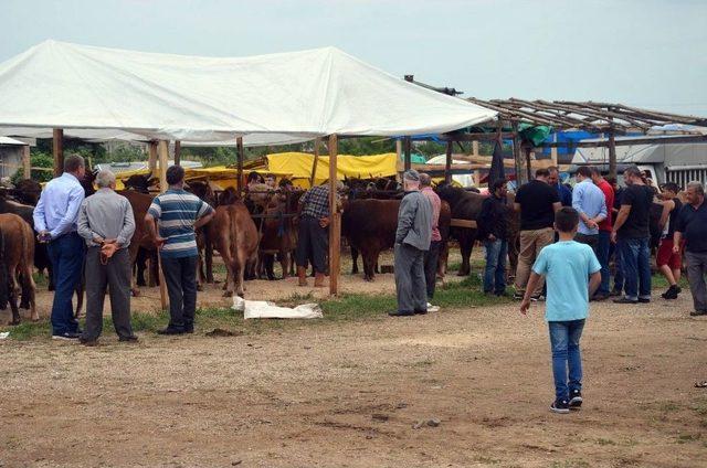 Kurbanlıklar Fındığa Takıldı