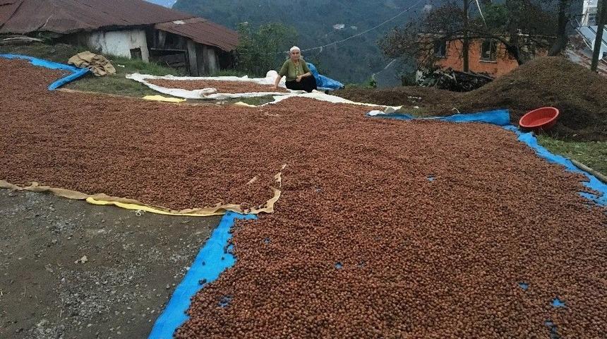 Üreticiler Harmanlarda