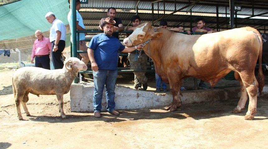 Ko&ccedil; Alana Dana Bedava