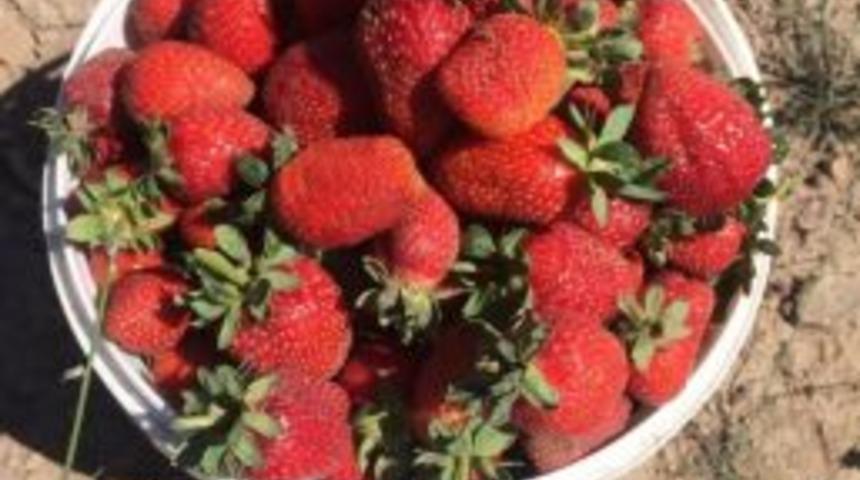 Kiçir Çileği Tezgahlara İnmeden Alıcı Buluyor