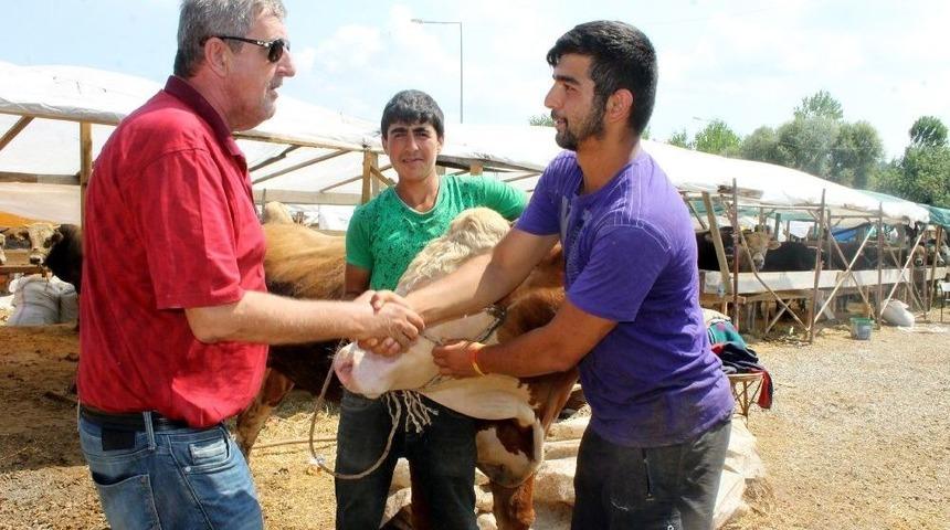 Bin 300 Kiloluk Toma Araba Fiyatına Satıldı