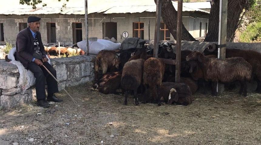 Sarıkamış&rsquo;ta Hayvan Pazarı&rsquo;nda Durgunluk Yaşanıyor