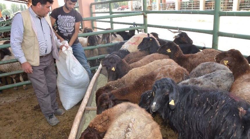 Kurban Pazarında Durgunluk