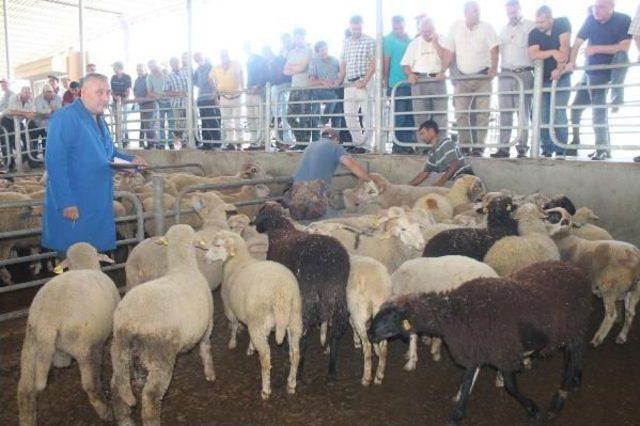 Edirne'de Kurban Hareketliliği Başladı