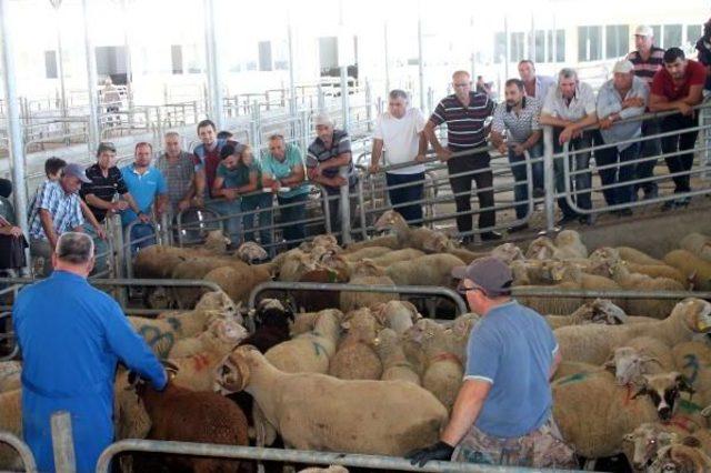 Edirne'de Kurban Hareketliliği Başladı