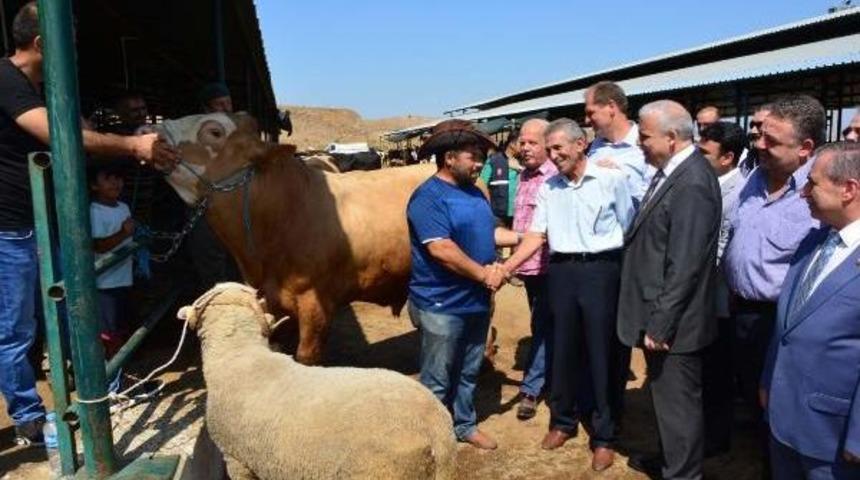 Bu Ko&ccedil;u Alana Dana Bedava
