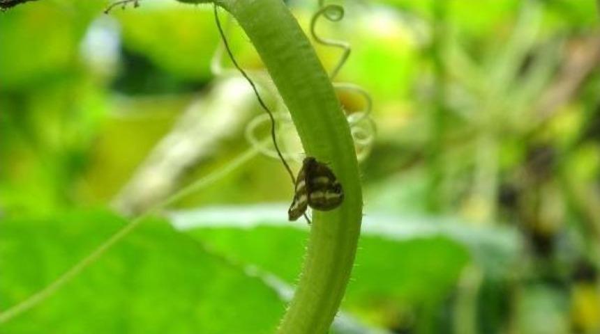 Doğu Karadeniz'i Esir Alan B&ouml;cek Yeşil &Ouml;rt&uuml;ye Zarar Veriyor