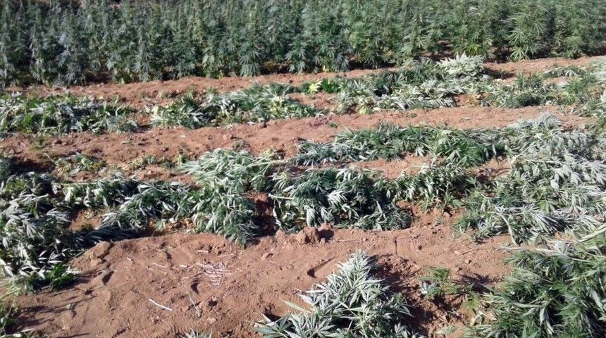 Tarlada 620 Bin K&ouml;k Hint Keneviri Ele Ge&ccedil;irildi