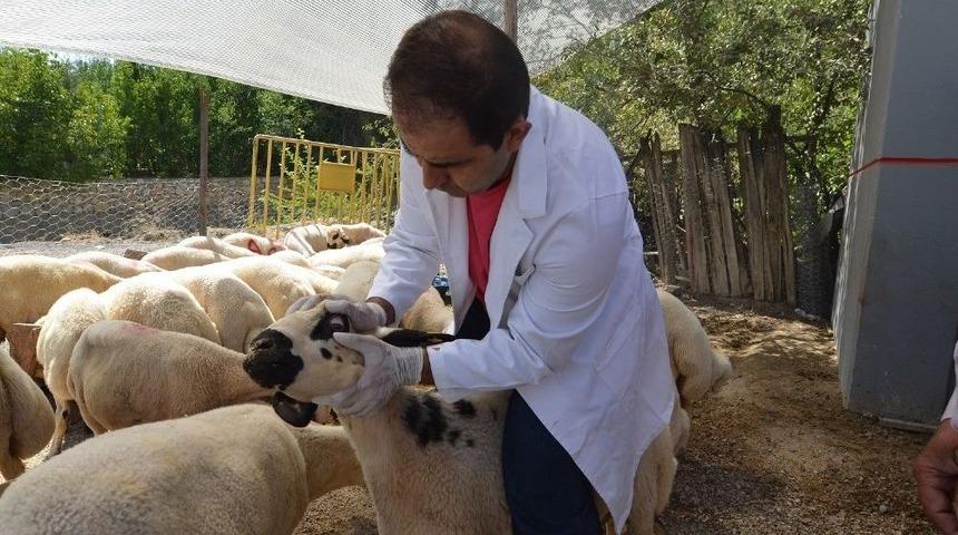 Yeşilyurt&rsquo;ta 12 Farklı Noktada Kurban Satış-kesim Yerleri Oluşturuldu