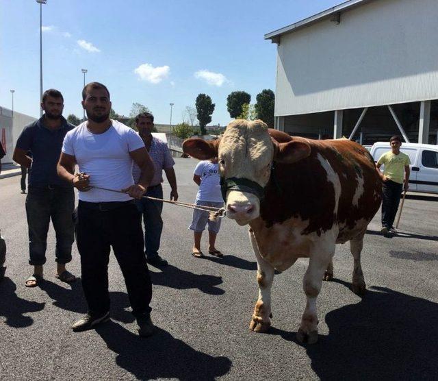 İstanbul’un En Ucuz Hayvan Pazarı Arnavutköy’de