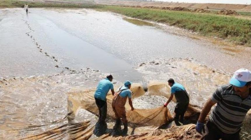 Atat&uuml;rk Barajı'nda Bu Yıl 7 Milyon Balık Hedefleniyor