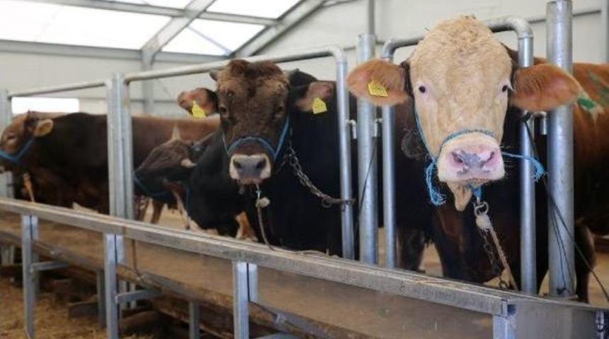 Arnavutk&ouml;y'de B&uuml;y&uuml;kbaş Hayvanlar 6 Bin Liraya D&uuml;şt&uuml;