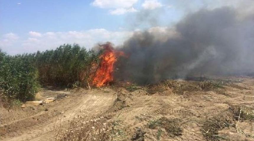 Altınkum Sazlıkları Yine Yanıyor