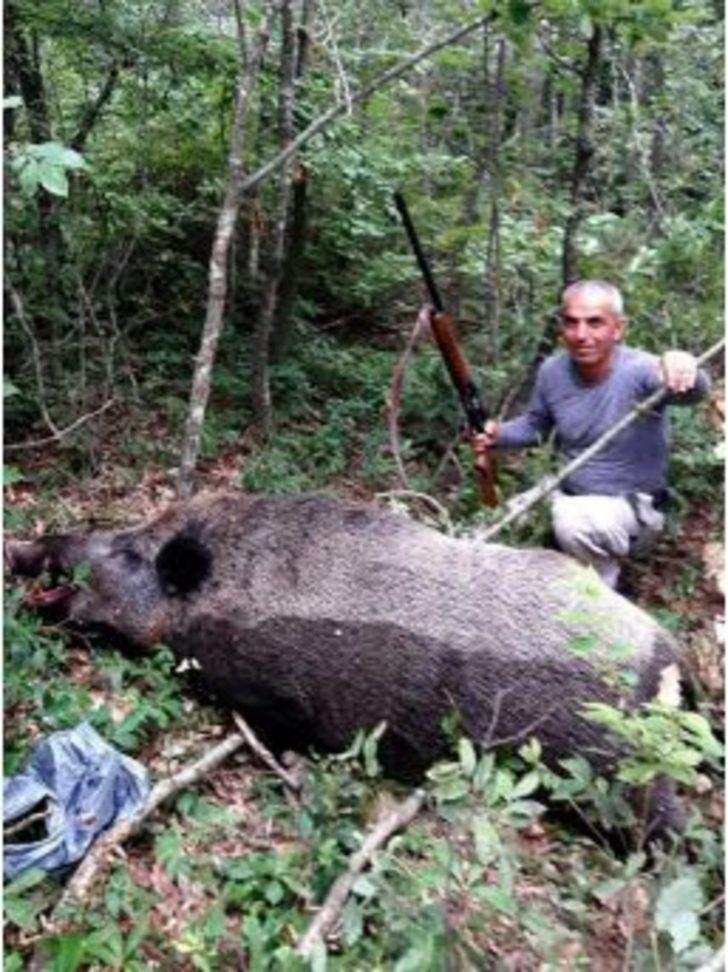 Avcılar 200 Kilo Ağırlığında Yaban Domuzu Vurdu