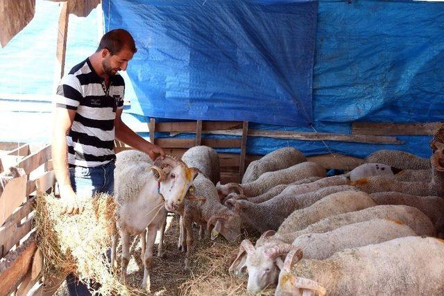 Kırklareli’de Kurban Satış Yerleri Hazırlanıyor