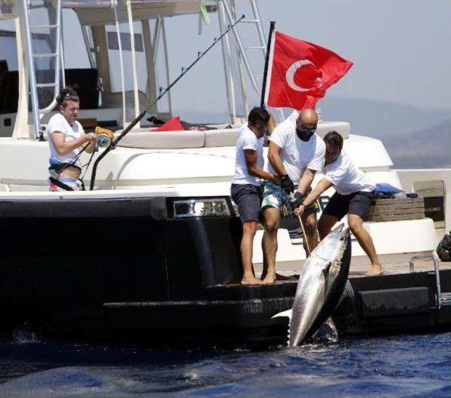 2017 Most Bodrum Turnuvası nda 116 Kiloluk Orkinos Rekoru 1