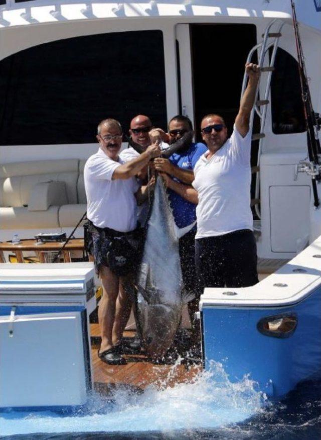 2017 Most Bodrum Turnuvası nda 116 Kiloluk Orkinos Rekoru 3