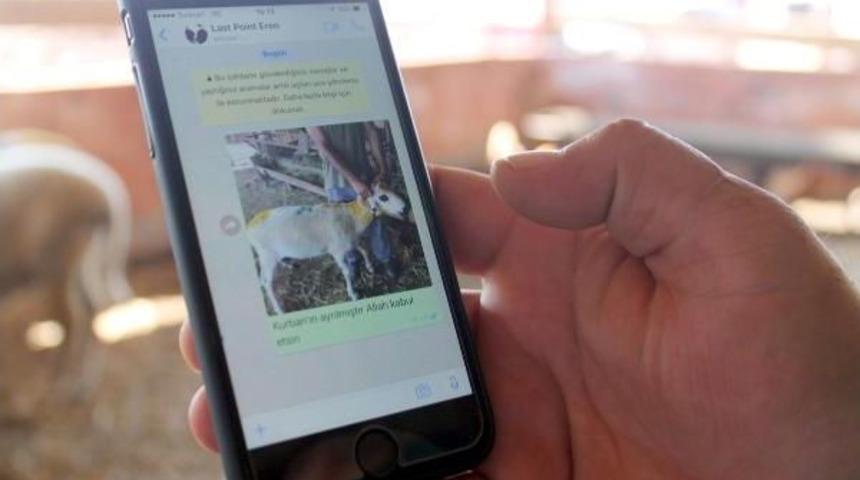 Whatsapp &Uuml;zerinden Kurbanlık Satışı Yapıyor
