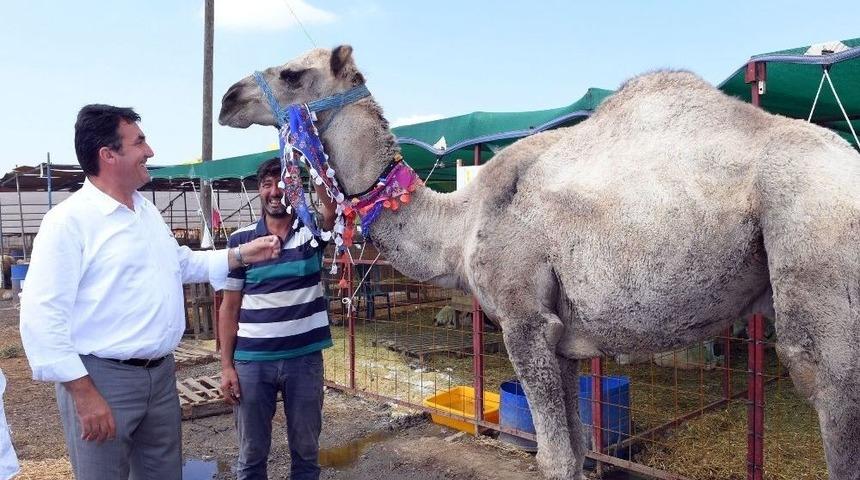 D&uuml;ndar, Kurban Pazarlığında Arabuluculuk Yaptı