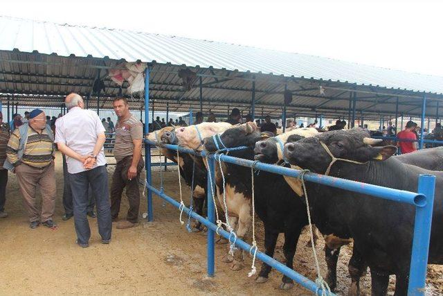 Vezirköprü’de Kurban Pazarında Durgunluk