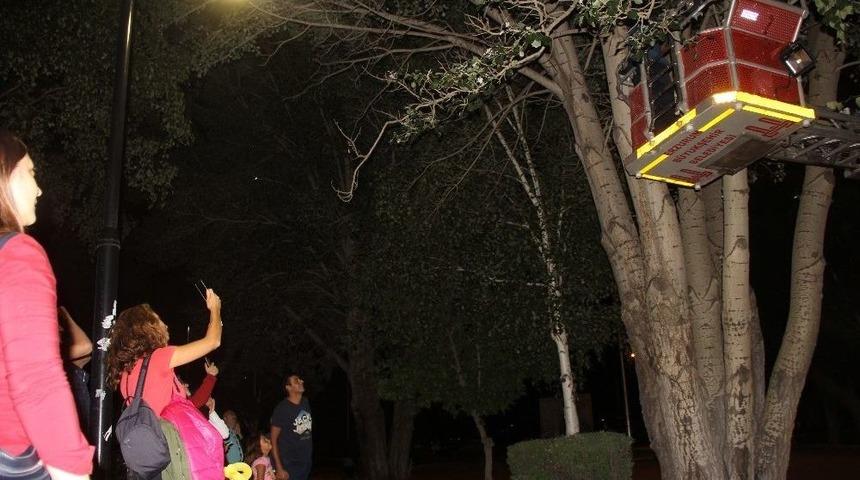 Ağa&ccedil;ta Mahsur Kalan Yavru Kediyi İtfaiye Kurtardı