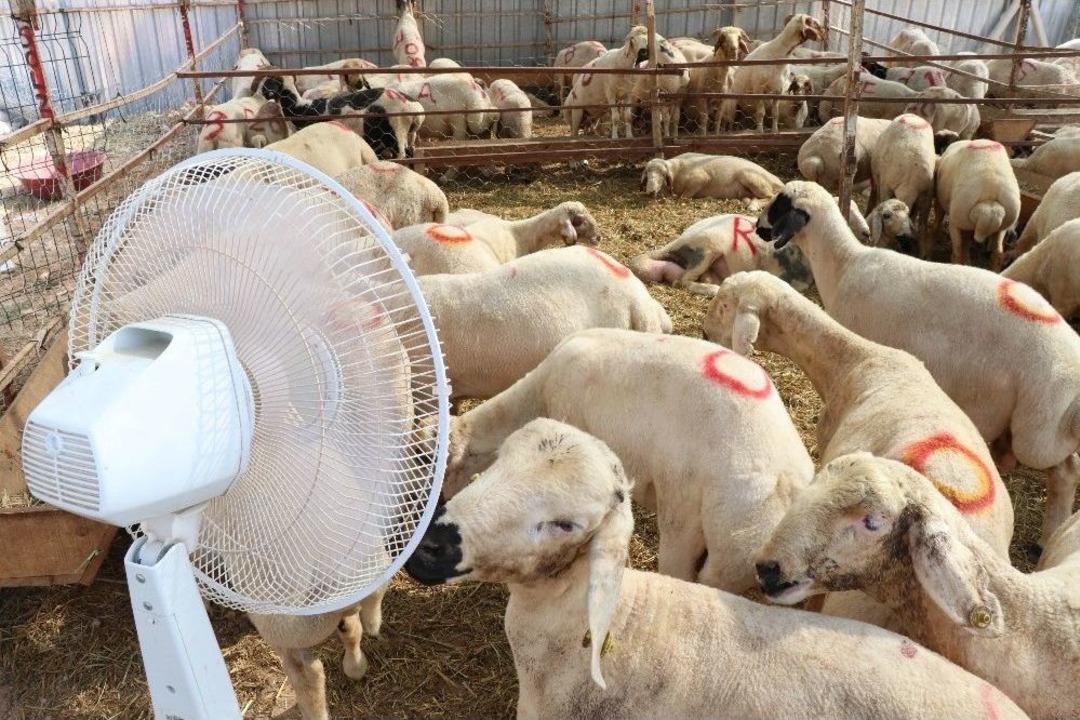 Kurbanlıkların Vantilat&ouml;r Keyfi