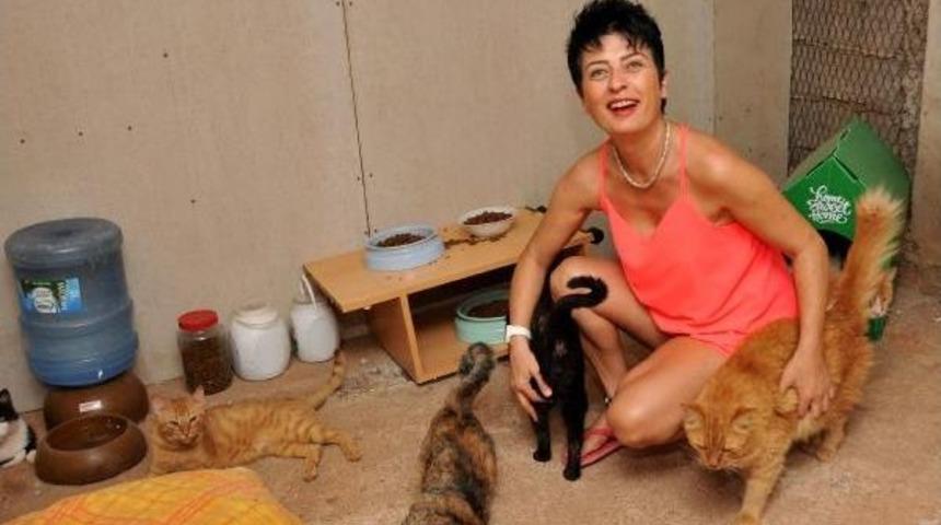 Yaralı Ve Hasta Kediler I&ccedil;in Tripleks Villa Kiraladı