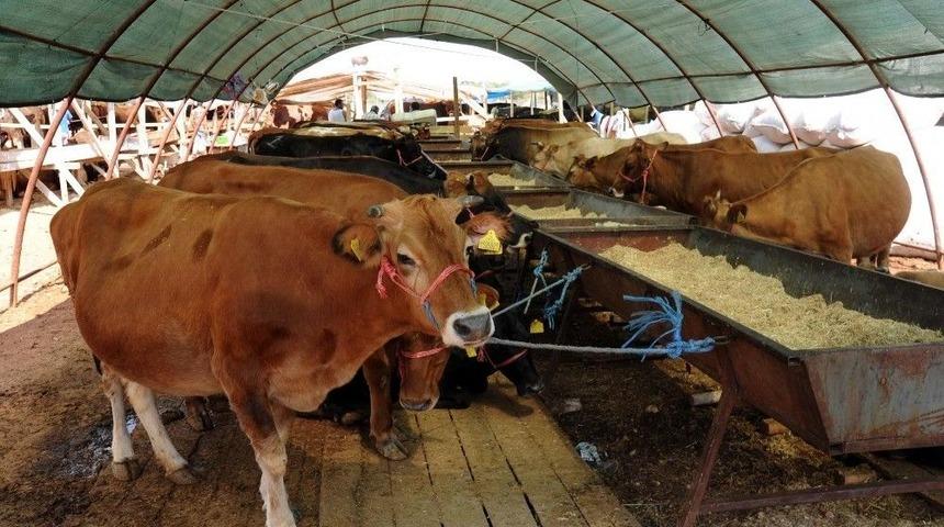 Kepez De Kurban Kesim Noktaları Belirlendi