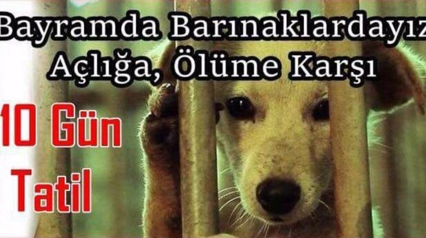 Kurban Bayramında Barınaklardaki Hayvanlar Unutulmasın