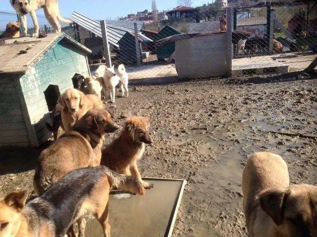 Kurban Bayramında Barınaklardaki Hayvanlar Unutulmasın