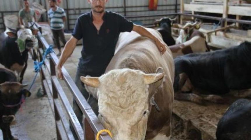 1.2 Tonluk Kurbanlık 'tosun Paşa' Alıcısını Bekliyor