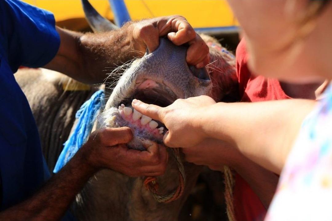 (&ouml;zel Haber) Kurbanlık Alırken Dikkat Edilmesi Gerekenler