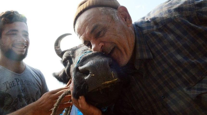 Sahibi Uyurken &Ccedil;alınan İneği Polis Buldu