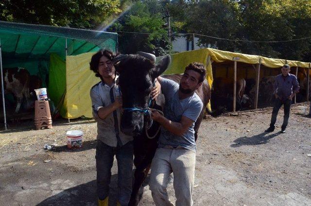 Sahibi Uyurken Çalınan İneği Polis Buldu