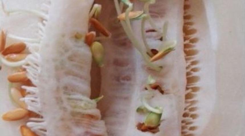 Bu Kavun G&ouml;renleri Şaşırttı