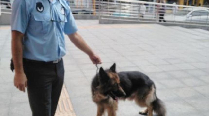 Yaralı Ve Sahipsiz Sokak Hayvanlarına Zabıta Şefkati