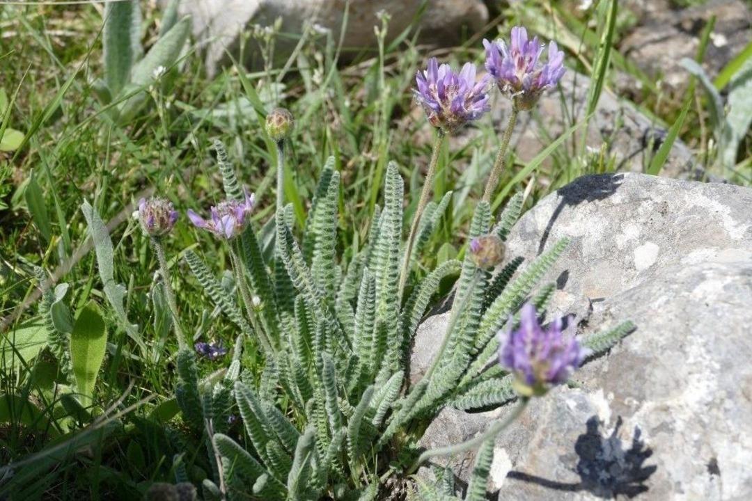 Amasya Bitki Zengini