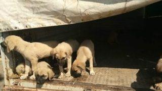 Şiddet Gören 8 Yavru Köpek Barınakta Koruma Altına Alındı