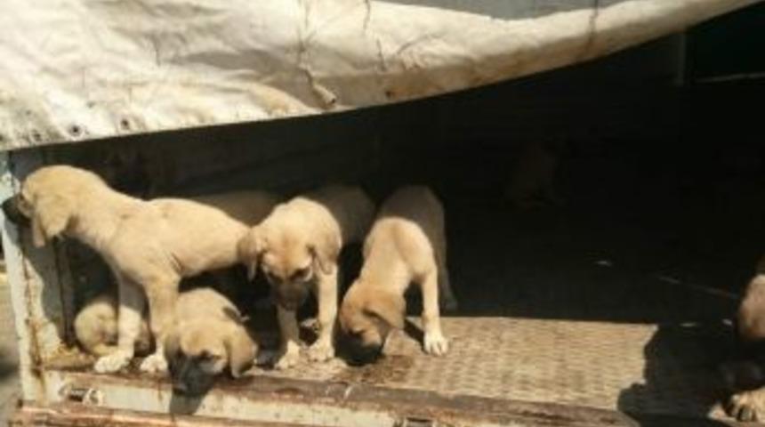 Şiddet Gören 8 Yavru Köpek Barınakta Koruma Altına Alındı