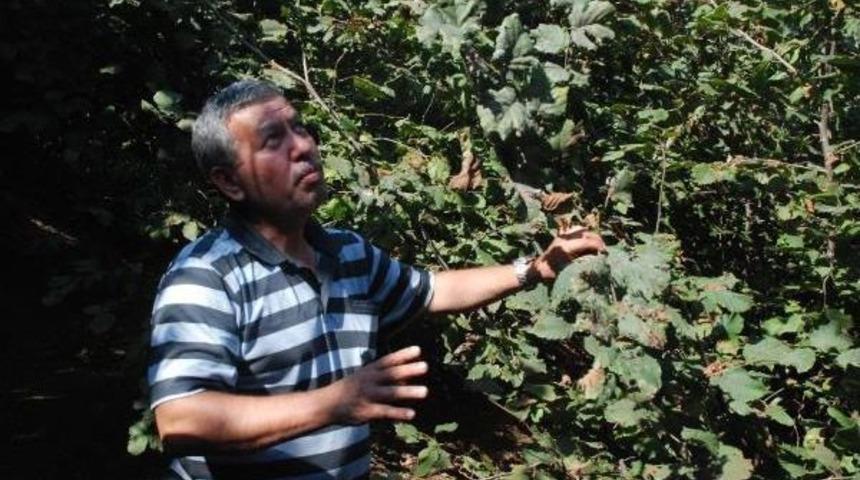 Ak&ccedil;akoca'da Fındık Ağa&ccedil;larında Amerikan Kelebeği Tehdidi